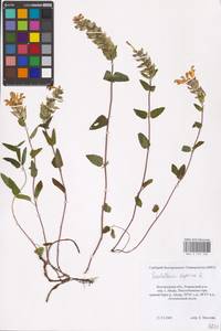 MHA 0 155 505, Scutellaria supina L., Eastern Europe, Central forest-and-steppe region (E6) (Russia)