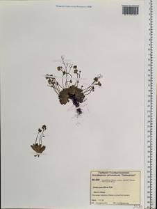 Draba pauciflora R. Br., Siberia, Central Siberia (S3) (Russia)