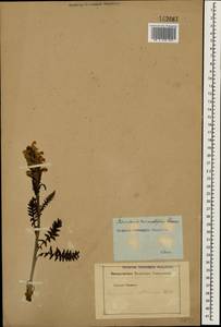 Pedicularis sibthorpii Boiss., Caucasus (no precise locality) (K0)