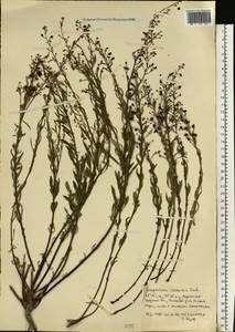 Scrophularia cretacea Fisch., Eastern Europe, North Ukrainian region (E11) (Ukraine)