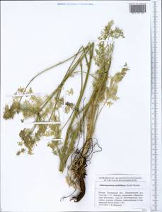 Aulacospermum multifidum (Sm.) Woronow, Eastern Europe, Middle Volga region (E8) (Russia)
