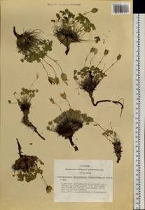 Paraquilegia microphylla (Royle) J. Drumm. & Hutch., Siberia, Altai & Sayany Mountains (S2) (Russia)