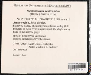 Plagiothecium denticulatum (Hedw.) Schimp., Bryophytes, Bryophytes - Russian Far East (excl. Chukotka & Kamchatka) (B20) (Russia)