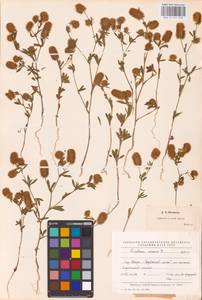 Trifolium arvense L., Eastern Europe, North-Western region (E2) (Russia)