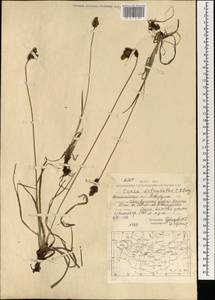 Carex melanantha C.A.Mey., Mongolia (MONG) (Mongolia)