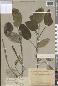 Potamogeton natans L., Crimea (KRYM) (Russia)