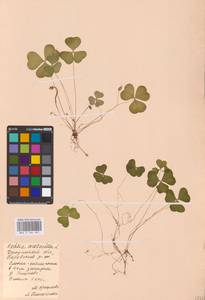 Oxalis acetosella L., Eastern Europe, Central region (E4) (Russia)