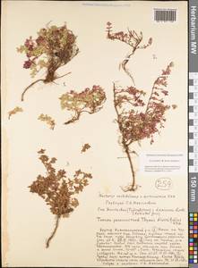 Thymus reverdattoanus Serg., Siberia, Yakutia (S5) (Russia)
