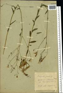 Campanula patula L., Eastern Europe, Moscow region (E4a) (Russia)