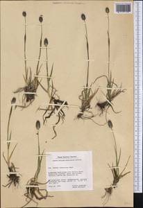 Phleum alpinum L., America (AMER) (Greenland)