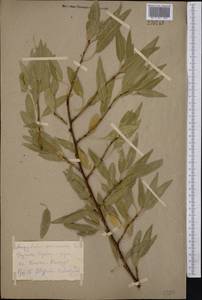 Prunus dulcis (Mill.) D. A. Webb, Middle Asia, Kopet Dag, Badkhyz, Small & Great Balkhan (M1) (Turkmenistan)