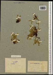 Sedum gracile C. A. Mey., Caucasus, Georgia (K4) (Georgia)