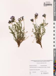 Oxytropis vasskovskyi Jurtzev, Siberia, Chukotka & Kamchatka (S7) (Russia)