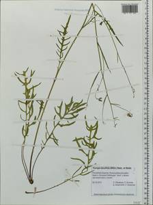 Crepidiastrum tenuifolium (Willd.) Sennikov, Siberia, Baikal & Transbaikal region (S4) (Russia)