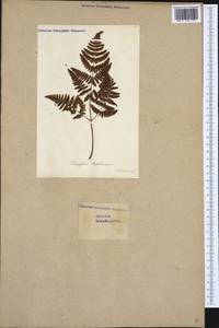 Gymnocarpium robertianum (Hoffm.) Newman, Western Europe (EUR) (Switzerland)