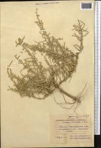 Caroxylon scleranthum (C. A. Mey.) Akhani & Roalson, Middle Asia, Karakum (M6) (Turkmenistan)