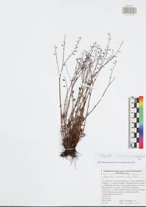 Myosotis alpestris subsp. suaveolens (Waldst. & Kit. ex Willd.) Strid, Eastern Europe, Central region (E4) (Russia)