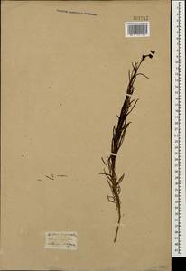 Linaria macroura (M. Bieb.) M. Bieb., Caucasus, Krasnodar Krai & Adygea (K1a) (Russia)