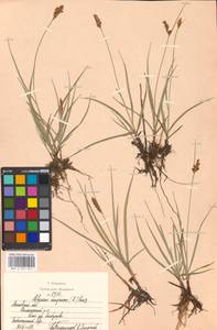 Blysmus compressus (L.) Panz. ex Link, Eastern Europe, Moscow region (E4a) (Russia)