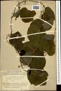 Smilax excelsa L., Caucasus, Black Sea Shore (from Novorossiysk to Adler) (K3) (Russia)