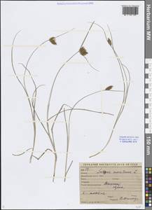 Bolboschoenus maritimus (L.) Palla, Middle Asia, Syr-Darian deserts & Kyzylkum (M7) (Uzbekistan)