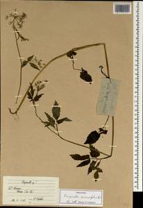 Pimpinella diversifolia DC., South Asia, South Asia (Asia outside ex-Soviet states and Mongolia) (ASIA) (Vietnam)