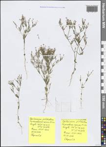 Centaurium pulchellum (Sw.) Druce, Crimea (KRYM) (Russia)