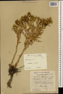 Cousinia chlorocephala C. A. Mey., Caucasus, Armenia (K5) (Armenia)