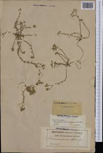 Scleranthus perennis, Western Europe (EUR) (France)