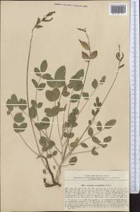 Astragalus neurophyllus Franch., Middle Asia, Pamir & Pamiro-Alai (M2) (Tajikistan)