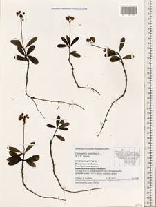 Chimaphila umbellata (L.) W. P. C. Barton, Eastern Europe, Central region (E4) (Russia)
