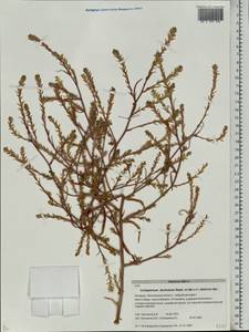 Corispermum declinatum Steph. ex Stev., Eastern Europe, Belarus (E3a) (Belarus)