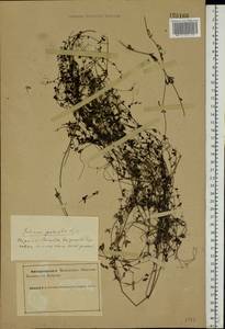 Galium palustre L., Eastern Europe, Northern region (E1) (Russia)