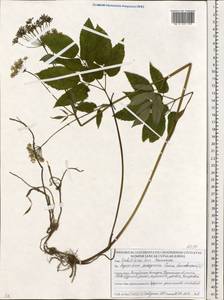 Aegopodium podagraria L., Eastern Europe, Belarus (E3a) (Belarus)