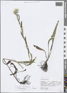 Pentanema oculus-christi (L.) D. Gut. Larr., Santos-Vicente, Anderb., E. Rico & M. M. Mart. Ort., Eastern Europe, Central forest-and-steppe region (E6) (Russia)