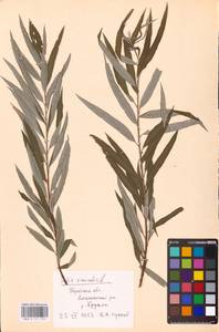 Salix viminalis L., Eastern Europe, Central region (E4) (Russia)