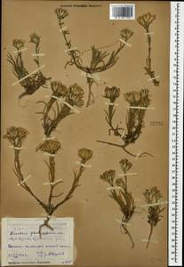 Dianthus pseudarmeria M. Bieb., Caucasus, Dagestan (K2) (Russia)