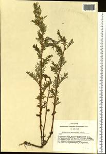 Artemisia macrantha Ledeb., Siberia, Altai & Sayany Mountains (S2) (Russia)