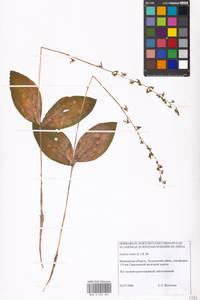 Neottia ovata (L.) Bluff & Fingerh., Eastern Europe, Moscow region (E4a) (Russia)