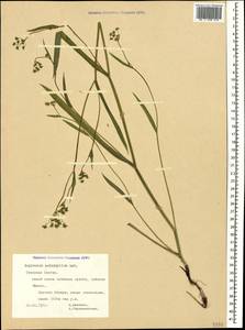 Bupleurum polyphyllum Ledeb., Caucasus, North Ossetia, Ingushetia & Chechnya (K1c) (Russia)