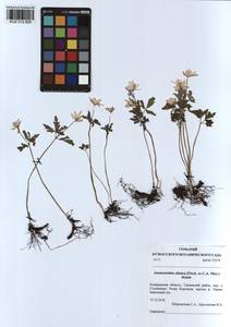Anemone altaica Fisch. ex C.A.Mey., Siberia, Altai & Sayany Mountains (S2) (Russia)