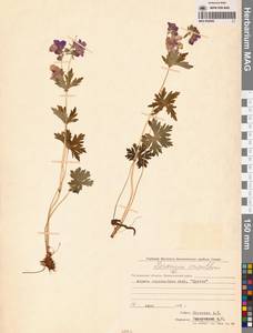 Geranium erianthum DC., Siberia, Chukotka & Kamchatka (S7) (Russia)