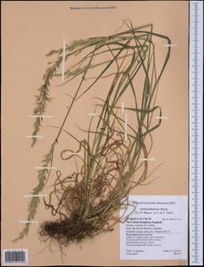 Arrhenatherum elatius (L.) P.Beauv. ex J.Presl & C.Presl., Western Europe (EUR) (United Kingdom)