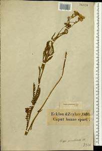 Nidorella pinnata (L. fil.) J. C. Manning & Goldblatt, Africa (AFR) (South Africa)