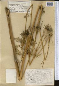 Anthriscus glacialis Lipsky, Middle Asia, Pamir & Pamiro-Alai (M2) (Tajikistan)