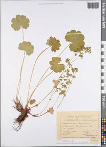 Alchemilla hebescens Juz., Eastern Europe, Eastern region (E10) (Russia)