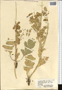 Megacarpaea gracilis Lipsky, Middle Asia, Pamir & Pamiro-Alai (M2) (Tajikistan)