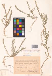 Salsola tamariscina Pall., Eastern Europe, Lower Volga region (E9) (Russia)