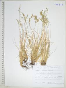 KHA6319, Festuca rubra L., Siberia, Russian Far East (S6) (Russia)