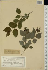 Malus sylvestris Mill., Eastern Europe, Moscow region (E4a) (Russia)